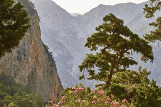 Rock face, canyon walls, single large tree, backlight, Samaria Gorge, Samaria, gorge, national