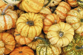 Many small yellow and orange striped Carnival squashes in pile