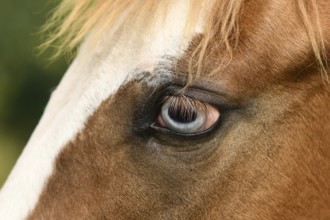 Close up of light blue eye of Pinto horse with genetic mutation affecting pigment development in