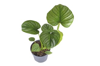 Tropical 'Philodendron Mamei' houseplant with with silver pattern in flower pot on white background