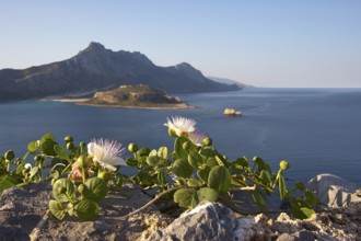 Flowering capers (capparis Flores) on fortress wall, Venetian sea fortress Gramvoussa, lagoon,