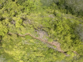 Aerial view of Sleeping Giant East Trailhead, Nounou Forest Reserve, Wailua, Kauai, Hawaii, USA,