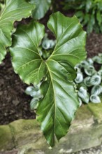 Large wavy leaf with ruffled edges of an exotic 'Anthurium Brownii' plant