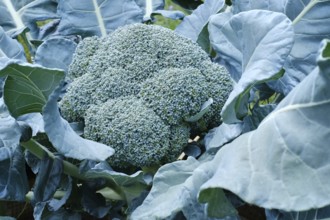 Growing vegetables, broccoli in a vegetable garden