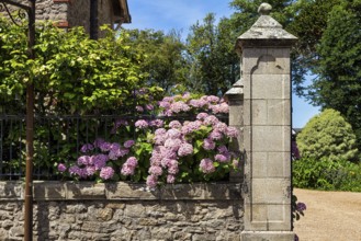 Pink flowering hydrangeas on an ornate wall, Auray, Morbihan, Brittany, France, Europe