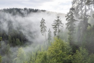 Trees in the mist and rain, Black Forest, Germany, Europe