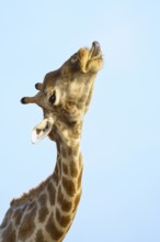 Giraffe (Giraffa camelopardalis) chewing licking on an animal bone. Etosha National Park, Namibia,