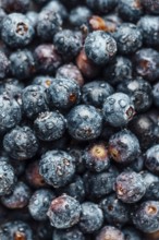 Food photography, european blueberry (Vaccinium myrtillus), blueberries with water drops, close up