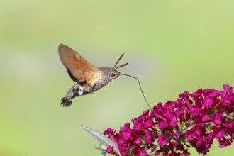 Hummingbird hawk-moth (Macroglossum stellatarum), flying, sucking nectar on flower of