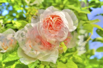 Oil painting, rose (pink), pink blossoms, delicate pink, fragrant, light, romantic, greeting card