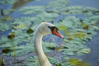 Mute swan (Cygnus olor) portrait, Upper Palatinate, Bavaria, Germany, Europe