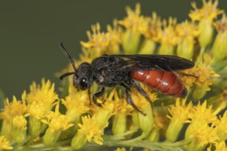 Sweat bee (Sphecodes) on Canada goldenrod (Solidago canadensis), Baden-Württemberg, Germany, Europe