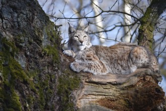 Lynxes (Lynx) lying on an old oak tree, Germany, Europe