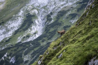 Chamois on a steep slope, Wetterstein Mountains, Bavaria, Germany, Europe