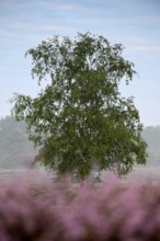 Birch in heather, Westruper Heide, Haltern, North Rhine-Westphalia, Germany, Europe