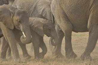 African Bush Elephants (Loxodonta africana), Amboseli National Park, Rift Valley Province, Kenya,