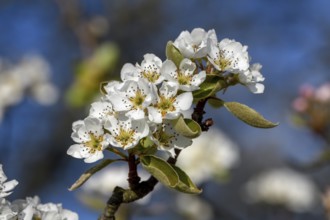 Cherry blossoms, Ortenaukreis, Black Forest, Baden-Württemberg, Germany, Europe