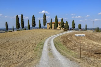 Cypresses in front of a country house, near Pienza, Val d'Orcia, Orcia Valley, Tuscany, Italy,