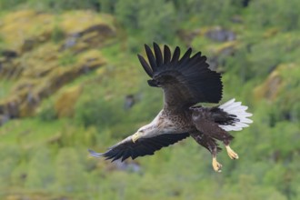 White-tailed eagle (Haliaeetus albicilla) in flight, Trollfjord, Lofoten, Norway, Europe