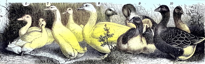 Poultry, Aylesbury Duck, Peking Duck, Emden Goose, Pomeranian Goose, Toulouse Goose, Historical,