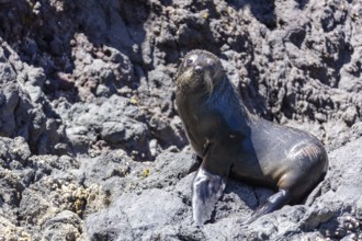 Robben (Pinnipedia), Bootsfahrt, Akaroa, Banks Peninsula, Canterbury, Neuseeland