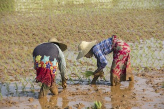 Two Burmese women with a bamboo hats, planting rice plants in wet rice field in the Taunggyi