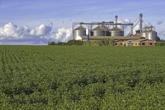 Farm with large Comil silos to store harvested soyabeans, soya beans in the middle of soybean