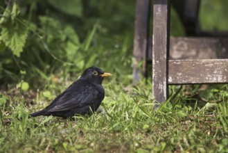 Common blackbird (Turdus merula) male foraging on the ground in garden