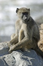 Chacma baboon (Papio ursinus) sitting on rock near river, Kruger National Park, South Africa,