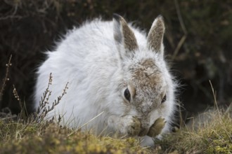 Mountain hare (Lepus timidus), Alpine hare, snow hare in white winter pelage grooming fur in spring