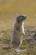 Alert Alpine Marmot (Marmota marmota) on the look-out standing upright on hind legs