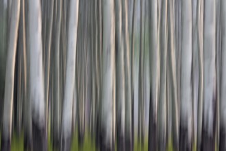 Abstract image of aspen tree trunks in forest