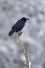 Common raven, northern raven (Corvus corax) perched in tree during snowfall in winter