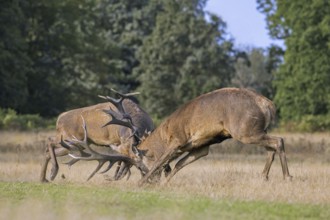 Two rutting red deer (Cervus elaphus) stags fighting by locking antlers during fierce mating battle