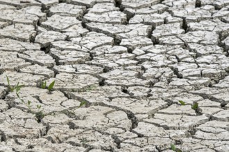 New shoots of plants in dry cracked clay mud in dried up lake bed caused by prolonged drought in