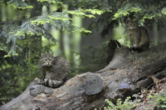 Wild cat (Felis silvestris) and kitten sitting on fallen tree trunk in woodland, Bavarian Forest,