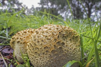 Common earthball, pigskin poison puffball (Scleroderma citrinum), common earth ball (Scleroderma