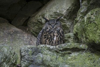 Eurasian eagle owl (Bubo bubo) sitting on rock ledge in cliff face