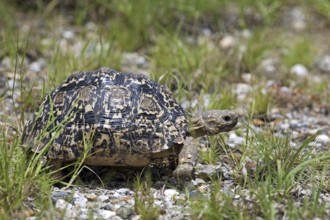 Leopard tortoise (Stigmochelys pardalis) in the Etosha National Park, Namibia, South Africa, Africa