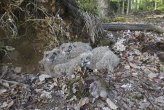 Eurasian eagle-owl (Bubo bubo), European eagle-owl three chicks with dead rat in nest on the ground