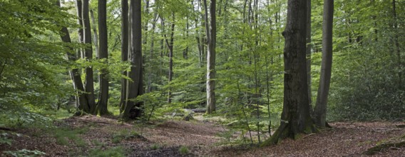 Common beech (Fagus sylvatica) tree trunks in broad-leaved forest in summer