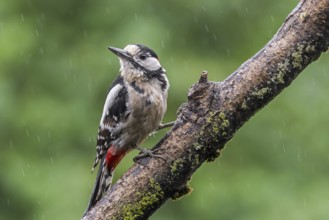 Great spotted woodpecker (Dendrocopos major), greater spotted woodpecker male perched on branch in