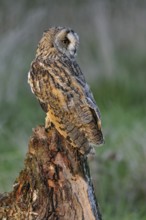 Long eared owl (Asio otus) perched on tree stump at forest's edge in evening light, England, UK