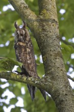 Long-eared owl (Asio otus) (Strix otus) perched in tree, Belgium, Europe