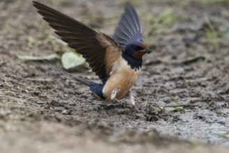 Barn Swallow (Hirundo rustica) collecting nesting material, Burgenland, Austria, Europe