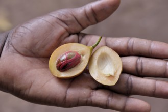 Nutmeg (Myristica fragrans) in the hands of a local person, Kizimbani Spice Farm, Kizimbani,