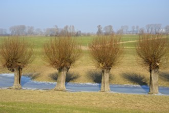 Willow Trees, Emmerich, North-Rhine Westphalia, Germany, Europe