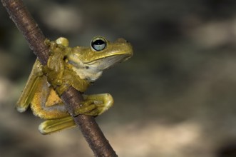 Rosenberg's Gladiator tree frog, Rosenberg's treefrog (Hypsiboas rosenbergi) (Hyla rosenbergi),