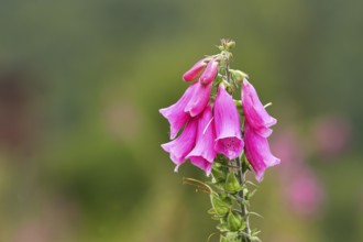 Common foxglove (Digitalis purpurea), close-up flowers, Wilden, North Rhine-Westphalia, Germany,