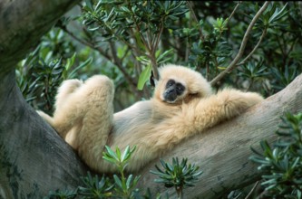 White-handed Gibbon (Hylobates lar), side